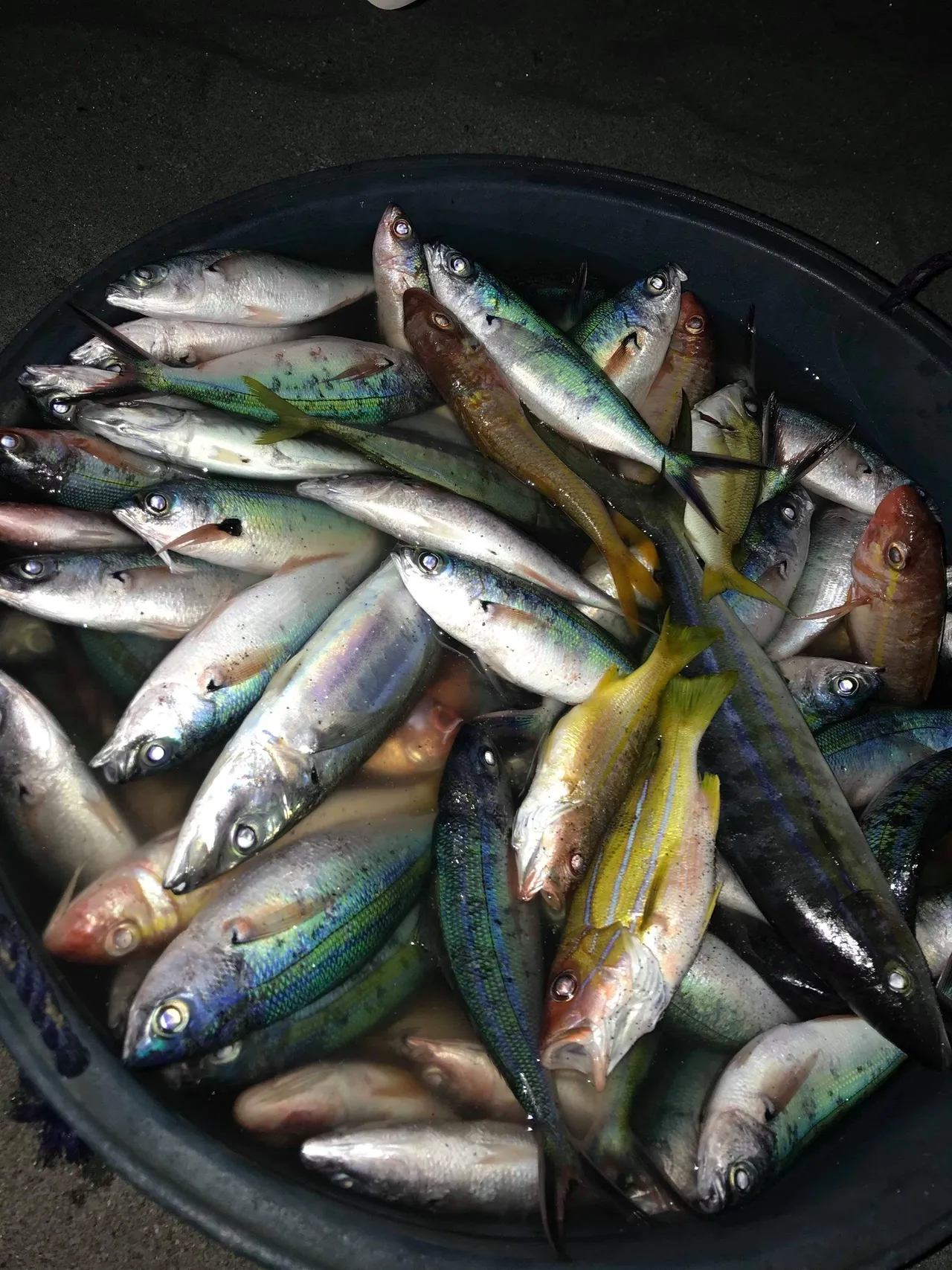 A bowl of fish is full of colorful fish.