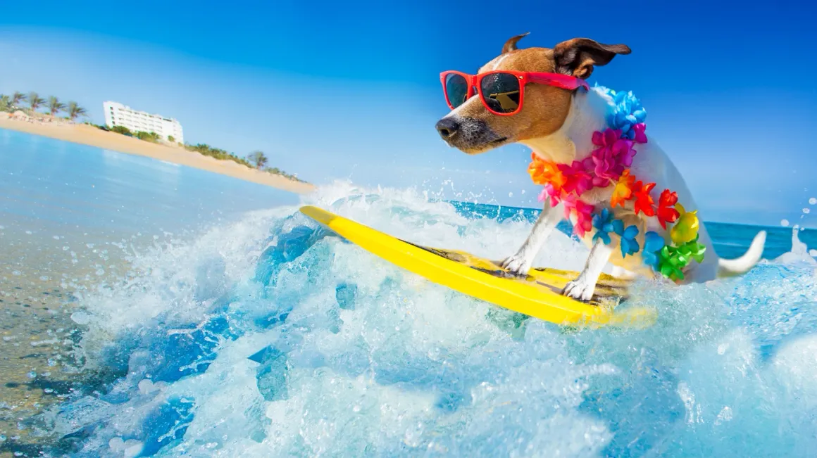 A dog is riding on the surfboard in the water.